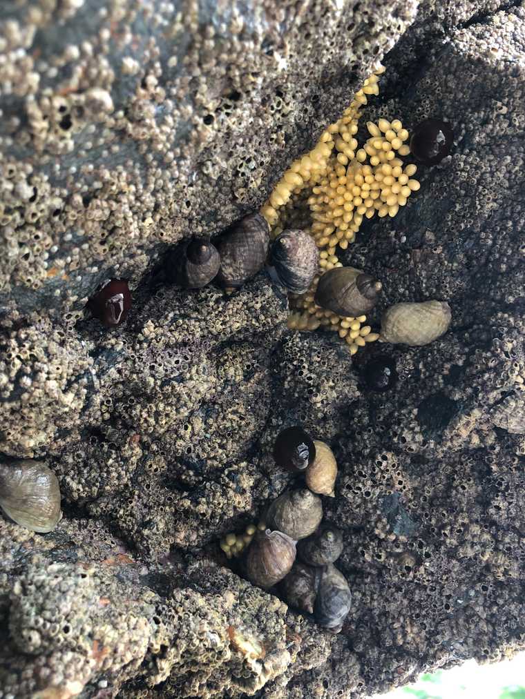 seaweed