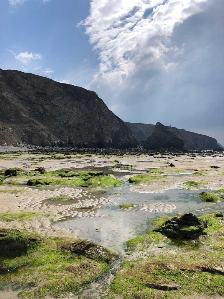seagrass